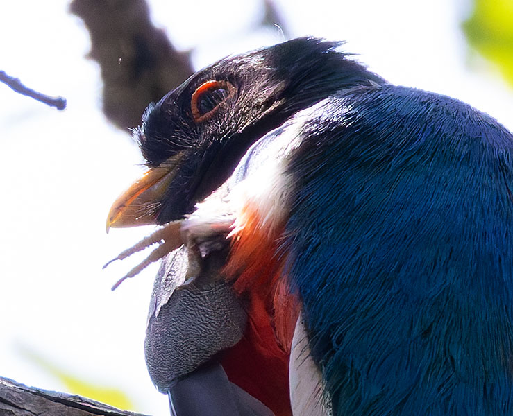 Elegant Trogan  Trogon elegans