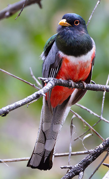 Elegant Trogan  Trogon elegans