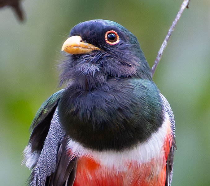 Elegant Trogan  Trogon elegans