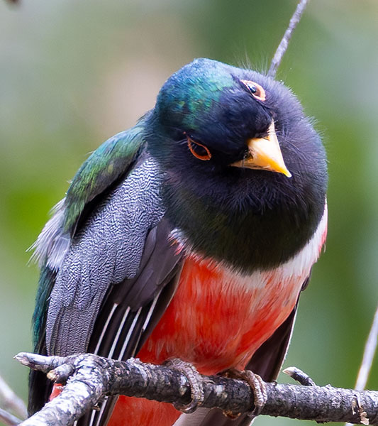 Elegant Trogan  Trogon elegans