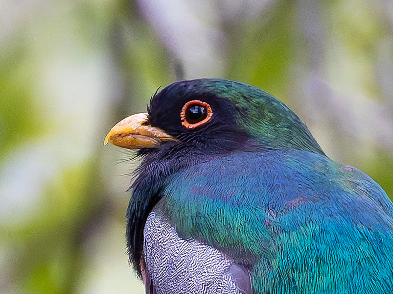 Elegant Trogan  Trogon elegans