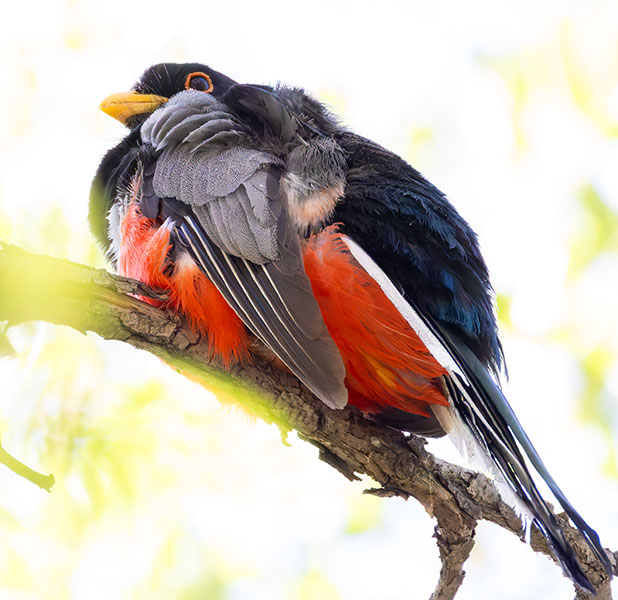 Elegant Trogan  Trogon elegans