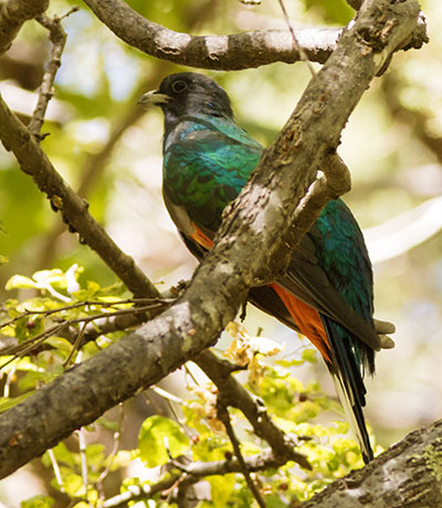 Eared Quetzal Eared Trogon Mountain Trogon Euptilotis neoxenus