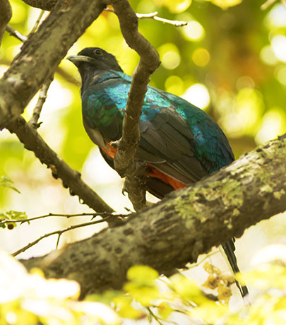 Eared Quetzal Eared Trogon Mountain Trogon Euptilotis neoxenus
