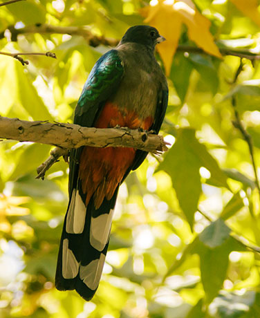 Eared Quetzal Eared Trogon Mountain Trogon Euptilotis neoxenus
