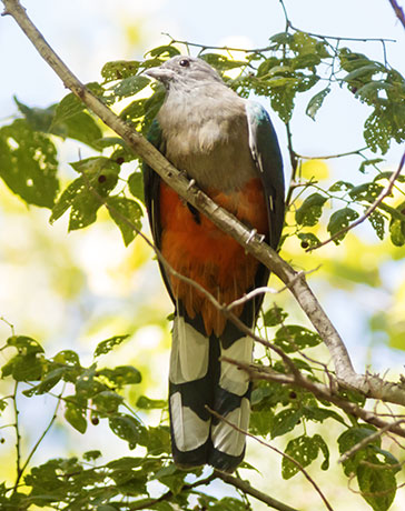 Eared Quetzal Eared Trogon Mountain Trogon Euptilotis neoxenus