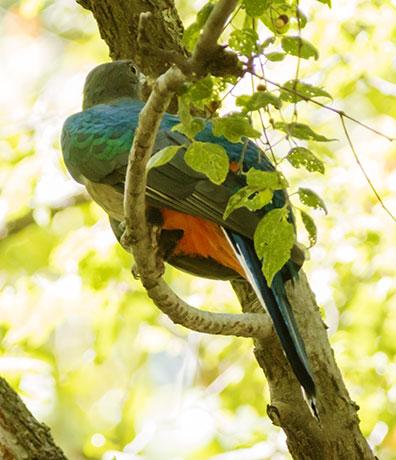 Eared Quetzal Eared Trogon Mountain Trogon Euptilotis neoxenus