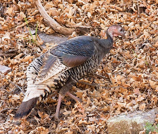 Wild Turkey Meleagris gallopavo merriami