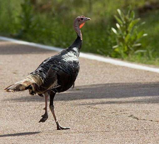 Wild Turkey Meleagris gallopavo merriami