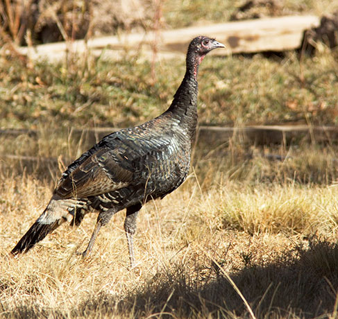 Wild Turkey Meleagris gallopavo merriami