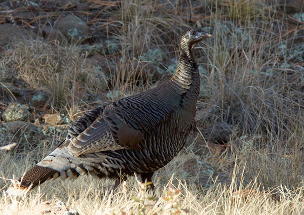 Wild Turkey Meleagris gallopavo merriami