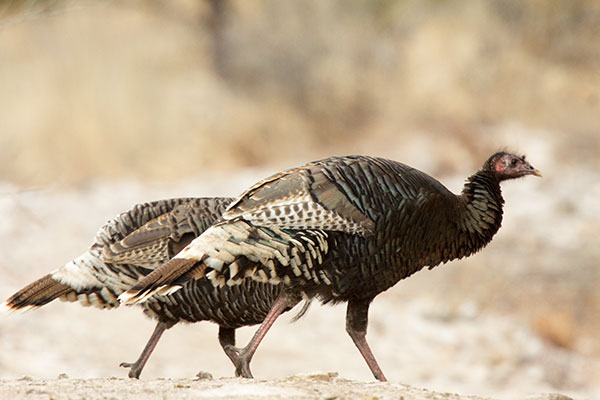 Wild Turkey Meleagris gallopavo merriami