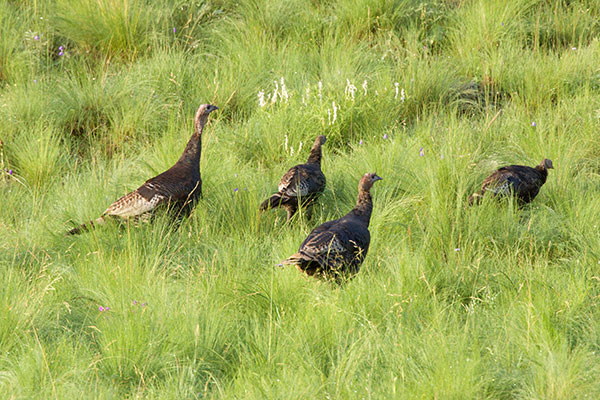 Wild Turkey Meleagris gallopavo merriami