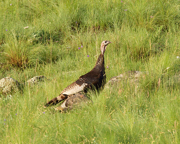 Wild Turkey Meleagris gallopavo merriami