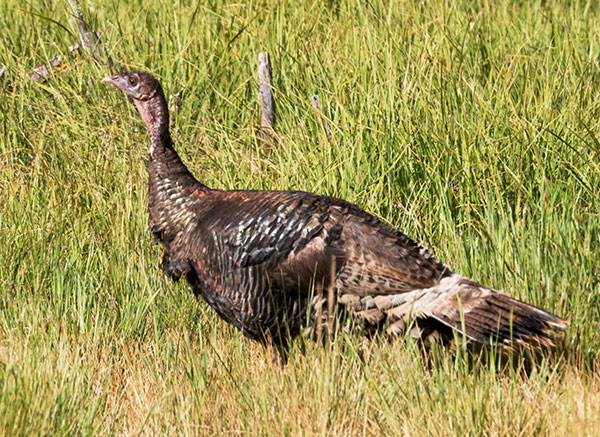 Wild Turkey Meleagris gallopavo merriami