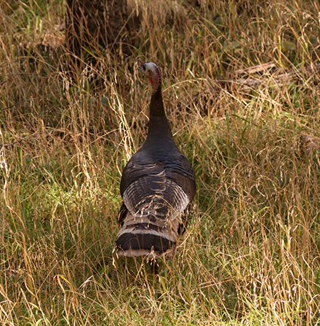 Gould's Wild Turkey Meleagris gallopavo mexicana