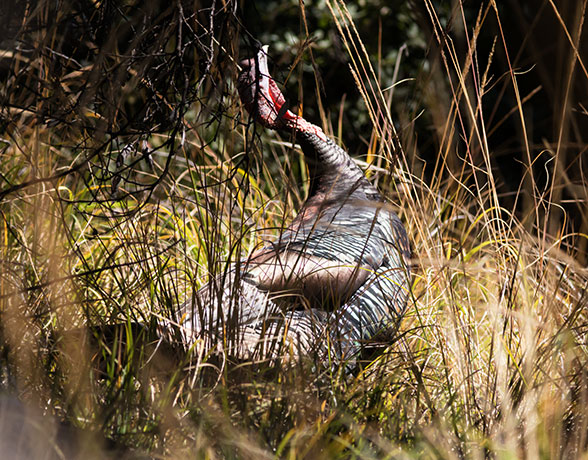 Gould's Wild Turkey Meleagris gallopavo mexicana
