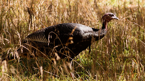 Gould's Wild Turkey Meleagris gallopavo mexicana