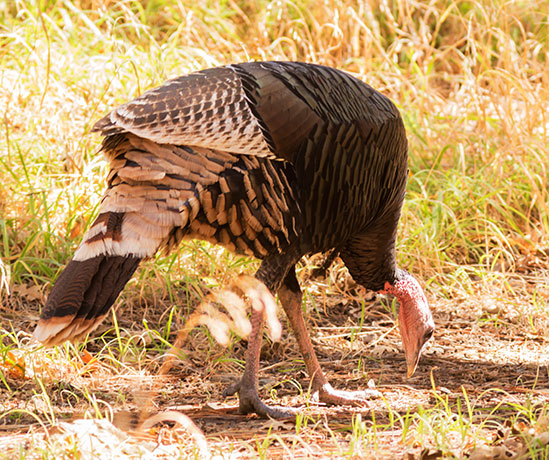 Gould's Wild Turkey Meleagris gallopavo mexicana