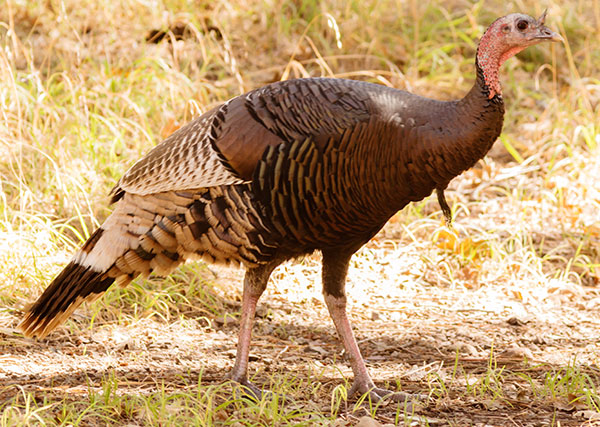 Gould's Wild Turkey Meleagris gallopavo mexicana