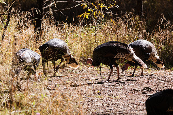 Gould's Wild Turkey Meleagris gallopavo mexicana