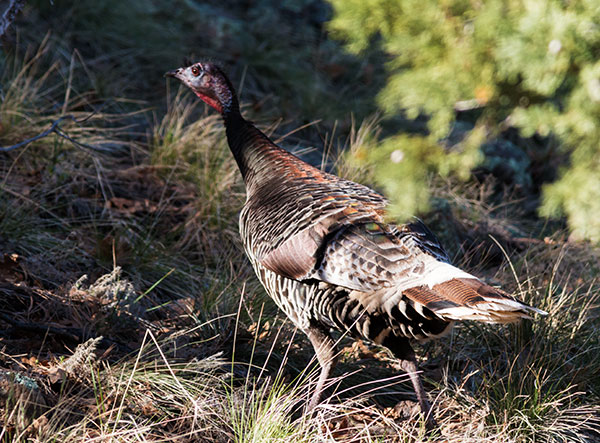Wild Turkey Meleagris gallopavo merriami