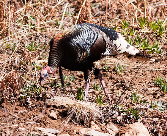 Wild Turkey Meleagris gallopavo merriami