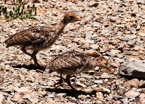 Gould's Wild Turkey Meleagris gallopavo mexicana