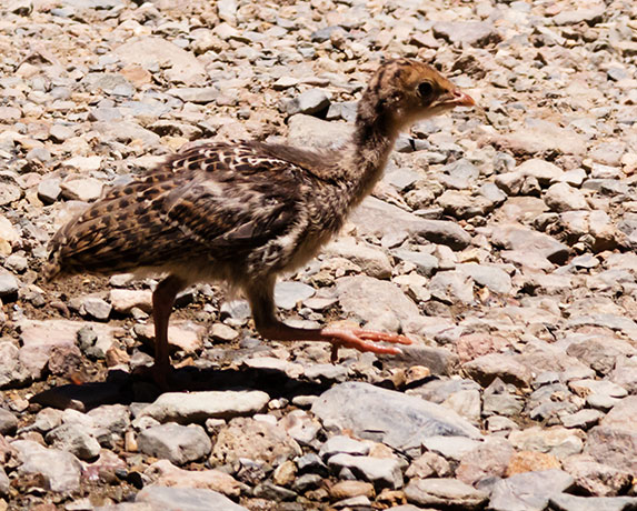 Gould's Wild Turkey Meleagris gallopavo mexicana