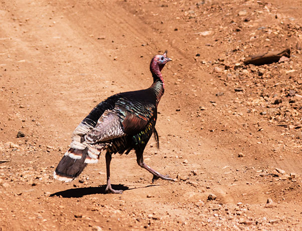 Gould's Wild Turkey Meleagris gallopavo mexicana