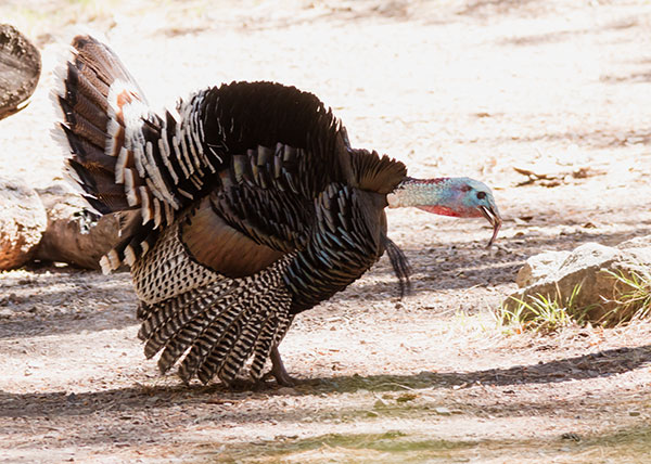 Gould's Wild Turkey Meleagris gallopavo mexicana