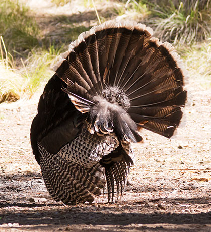 Gould's Wild Turkey Meleagris gallopavo mexicana