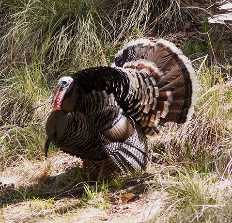 Gould's Wild Turkey Meleagris gallopavo mexicana