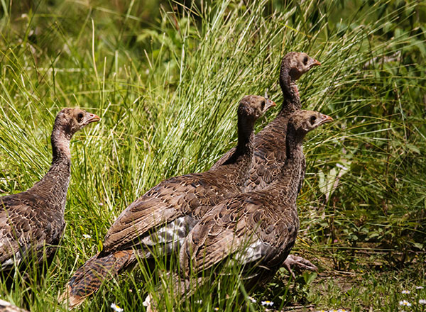 Wild Turkey Meleagris gallopavo merriami