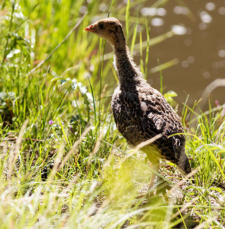 Wild Turkey Meleagris gallopavo merriami