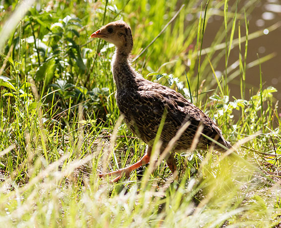Wild Turkey Meleagris gallopavo merriami