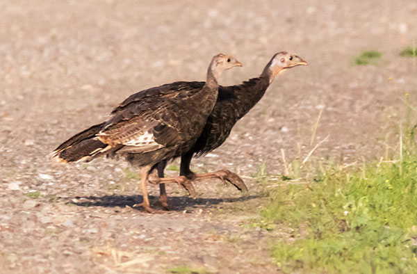 Wild Turkey Meleagris gallopavo merriami