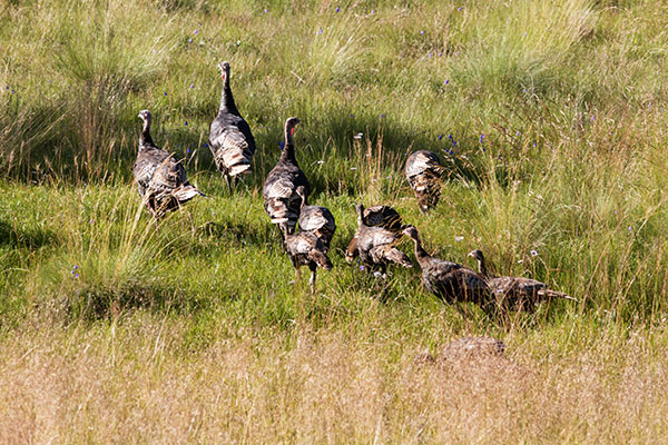 Wild Turkey Meleagris gallopavo merriami