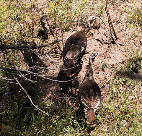Wild Turkey Meleagris gallopavo merriami