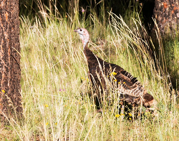 Wild Turkey Meleagris gallopavo merriami