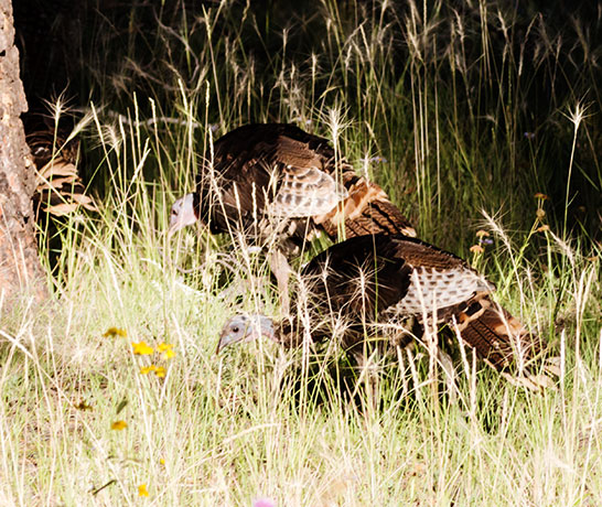 Wild Turkey Meleagris gallopavo merriami