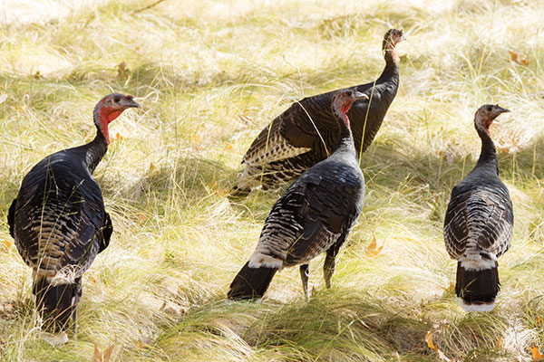 Gould's Wild Turkey Meleagris gallopavo mexicana