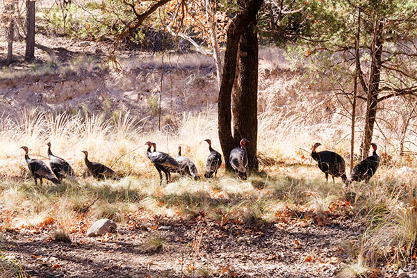 Gould's Wild Turkey Meleagris gallopavo mexicana