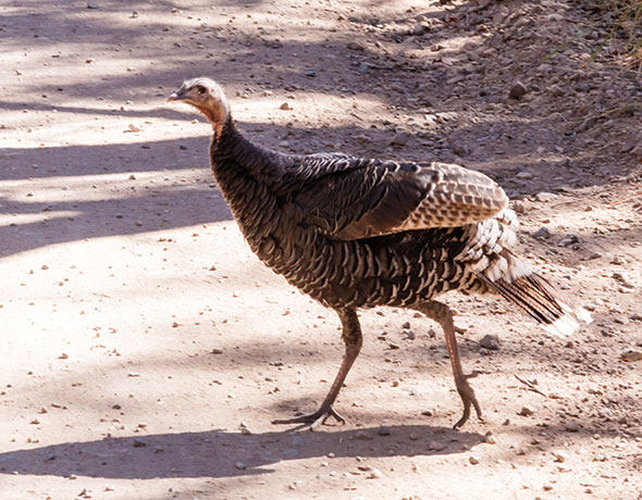 Gould's Wild Turkey Meleagris gallopavo mexicana