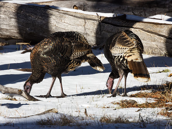 Wild Turkey Meleagris gallopavo merriami