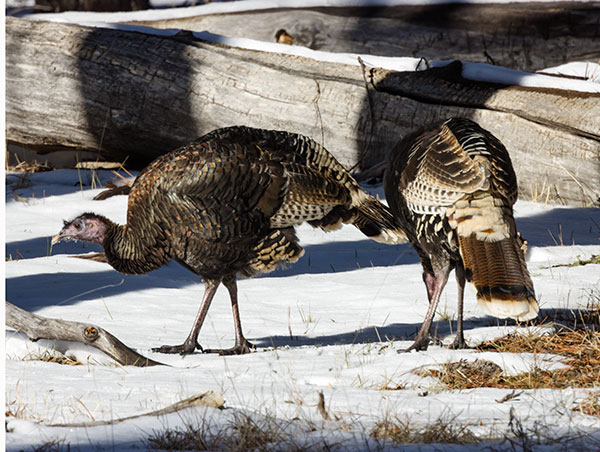 Wild Turkey Meleagris gallopavo merriami