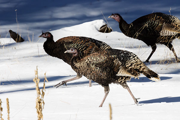 Wild Turkey Meleagris gallopavo merriami