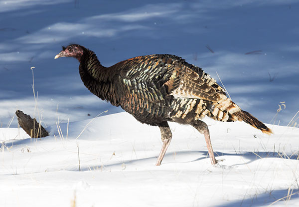 Wild Turkey Meleagris gallopavo merriami