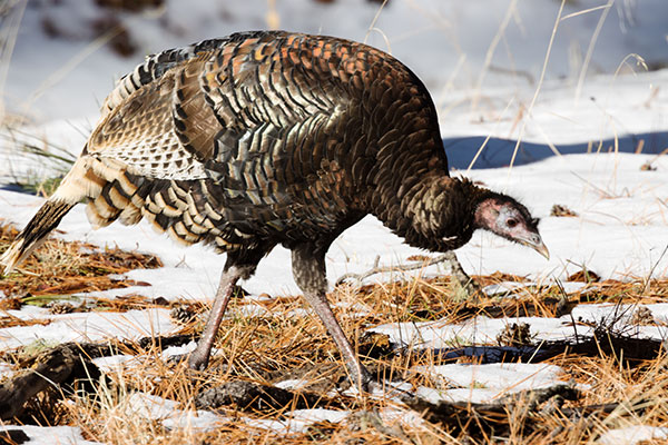Wild Turkey Meleagris gallopavo merriami