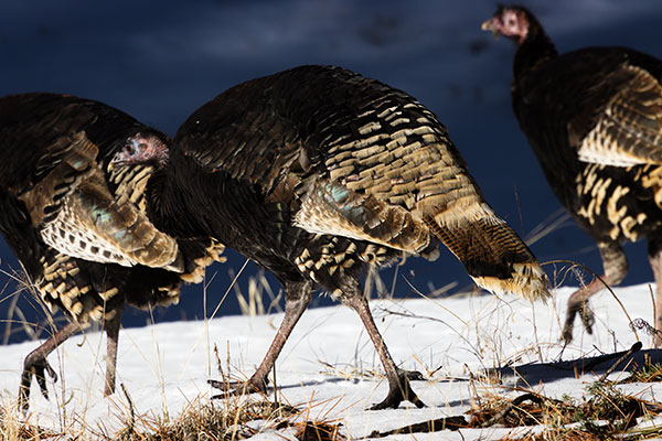 Wild Turkey Meleagris gallopavo merriami